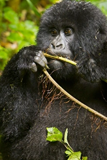 Images Dated 17th August 2011: Africa, Rwanda