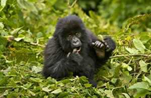 Images Dated 16th August 2011: Africa, Rwanda