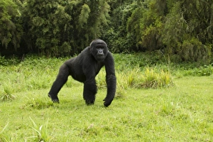 Images Dated 25th October 2010: Africa, Rwanda