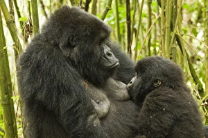 Images Dated 29th October 2010: Africa, Rwanda