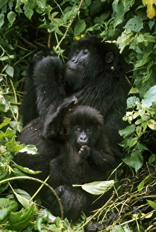 Africa, Rwanda