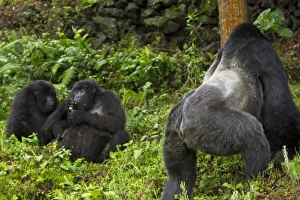 Images Dated 18th August 2011: Africa, Rwanda