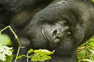 Images Dated 29th October 2010: Africa, Rwanda