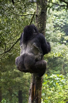 Images Dated 18th August 2011: Africa, Rwanda