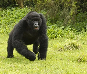 Images Dated 25th October 2010: Africa, Rwanda