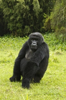 Images Dated 25th October 2010: Africa, Rwanda