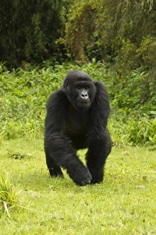 Images Dated 25th October 2010: Africa, Rwanda