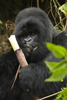 Images Dated 26th October 2010: Africa, Rwanda
