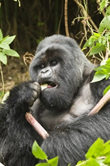 Africa, Rwanda