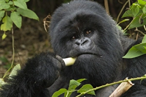 Africa, Rwanda