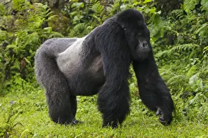 Images Dated 18th August 2011: Africa. Rwanda. Akarevuro, a Mountain Gorilla (Gorilla gorilla beringei) and No 2