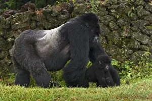 Gorilla Prints: Africa, Rwanda, Akarevuro, a Mountain Gorilla (Gorilla gorilla beringei) and No 2
