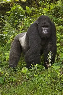 Images Dated 18th August 2011: Africa, Rwanda, Akarevuro, a Mountain Gorilla (Gorilla gorilla beringei) and No 2