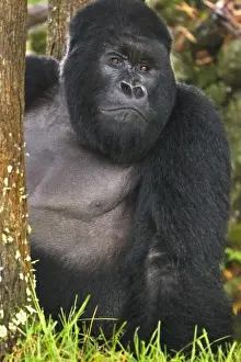 Africa, Rwanda, Akarevuro, a Mountain Gorilla (Gorilla gorilla beringei) and No 2