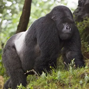 Images Dated 18th August 2011: Africa, Rwanda, Akarevuro, a Mountain Gorilla (Gorilla gorilla beringei) and No 2