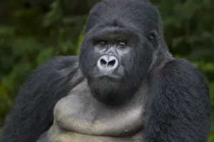 Images Dated 18th August 2011: Africa, Rwanda, Akarevuro, a Mountain Gorilla (Gorilla gorilla beringei) and No 2