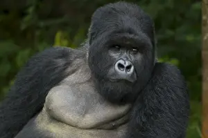 Images Dated 18th August 2011: Africa, Rwanda, Akarevuro, a Mountain Gorilla (Gorilla gorilla beringei) and No 2