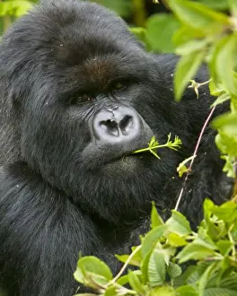 Gorilla Prints: Africa, Rwanda, Charles, a Silverback Mountain Gorilla (Gorilla gorilla beringei)