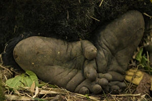 Africa. Rwanda. Close-up of the feet of a silverback, or male mountain gorilla (Gorilla
