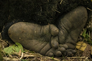 Rwanda Collection: Africa. Rwanda. Close-up of the feet of a silverback, or male mountain gorilla (Gorilla