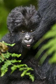 Africa. Rwanda. Female and juvenile Mountain Gorillas (Gorilla gorilla beringei)