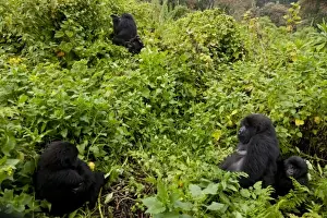 Gorilla Prints: Africa, Rwanda, Female and juvenile Mountain Gorillas (Gorilla gorilla beringei)