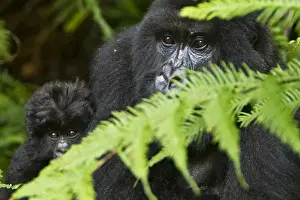 Images Dated 16th August 2011: Africa, Rwanda, Female and juvenile Mountain Gorillas (Gorilla gorilla beringei)