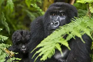 Africa, Rwanda, Female and juvenile Mountain Gorillas (Gorilla gorilla beringei)