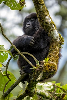 Rwanda Collection: Africa. Rwanda. Female mountain gorilla (Gorilla gorilla) at Volcanoes NP, site