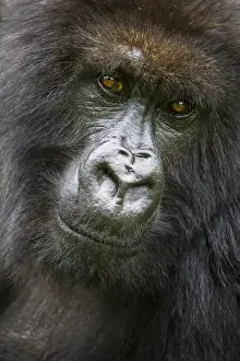Images Dated 16th August 2011: Africa. Rwanda. Female Mountain Gorilla (Gorilla gorilla beringei) of the Umubano