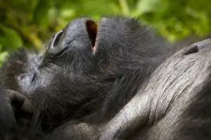 Gorilla Prints: Africa. Rwanda. Female Mountain Gorilla (Gorilla gorilla beringei) of the Umubano