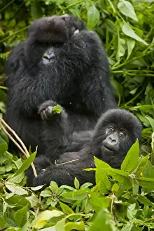 Africa. Rwanda. Juvenile Mountain Gorilla (Gorilla gorilla beringei) of the Umubano