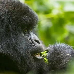 Africa, Rwanda, Juvenile Mountain Gorilla (Gorilla gorilla beringei) of the Umubano