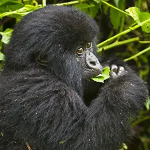 Images Dated 16th August 2011: Africa, Rwanda, Juvenile Mountain Gorilla (Gorilla gorilla beringei) of the Umubano
