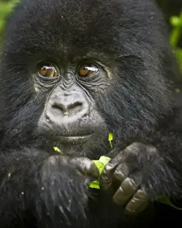 Images Dated 16th August 2011: Africa, Rwanda, Juvenile Mountain Gorilla (Gorilla gorilla beringei) of the Umubano