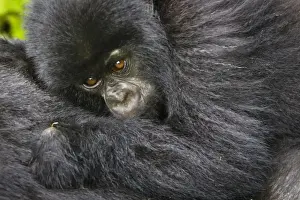 Africa, Rwanda, Juvenile Mountain Gorilla (Gorilla gorilla beringei) of the Umubano