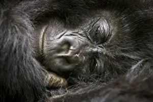 Africa, Rwanda, Juvenile Mountain Gorilla (Gorilla gorilla beringei) of the Umubano