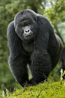 Images Dated 18th August 2011: Africa. Rwanda. Kigoma, a Mountain Gorilla (Gorilla gorilla beringei) and No 3 Silverback