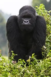 Gorilla Prints: Africa, Rwanda, Kigoma, a Mountain Gorilla (Gorilla gorilla beringei) and No 3 Silverback