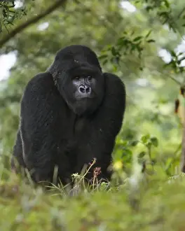 Images Dated 18th August 2011: Africa, Rwanda, Kigoma, a Mountain Gorilla (Gorilla gorilla beringei) and No 3 Silverback