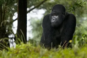 Images Dated 18th August 2011: Africa, Rwanda, Kigoma, a Mountain Gorilla (Gorilla gorilla beringei) and No 3 Silverback