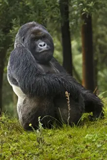 Images Dated 18th August 2011: Africa, Rwanda, Kwitonda, a Mountain Gorilla (Gorilla gorilla beringei) and aging