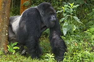 Gorilla Prints: Africa, Rwanda, Kwitonda, a Mountain Gorilla (Gorilla gorilla beringei) and aging