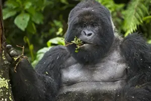Images Dated 18th August 2011: Africa, Rwanda, Kwitonda, a Mountain Gorilla (Gorilla gorilla beringei) and aging