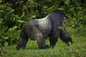 Images Dated 18th August 2011: Africa, Rwanda, Kwitonda, a Mountain Gorilla (Gorilla gorilla beringei) and aging