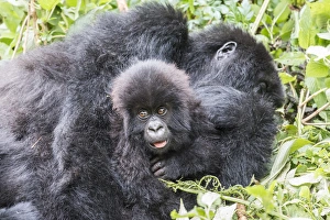 Rwanda Collection: Africa, Rwanda, Musanze District, Volcanoes National Park, Ruhengeri, Kinigi. Gorilla