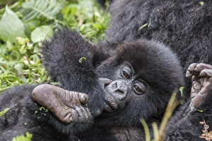 Rwanda Collection: Africa, Rwanda, Musanze District, Volcanoes National Park, Ruhengeri, Kinigi. Gorilla