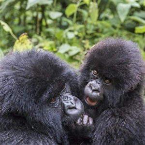 Rwanda Collection: Africa, Rwanda, Musanze District, Volcanoes National Park, Ruhengeri, Kinigi. Gorilla