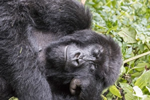 Rwanda Collection: Africa, Rwanda, Musanze District, Volcanoes National Park, Ruhengeri, Kinigi. Gorilla
