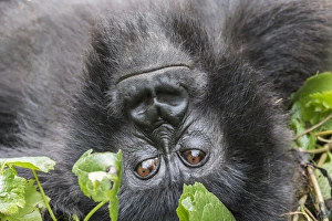 Rwanda Collection: Africa, Rwanda, Musanze District, Volcanoes National Park, Ruhengeri, Kinigi. Gorilla